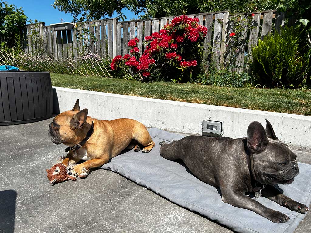 Digbey-and-Gomer-sunning