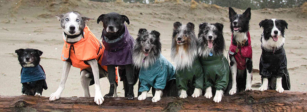 dogs-in-raincoats